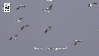 Всемирный год журавлей