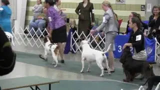 Junior showmanship Kalamazoo- Erica Matherly and Mojo take the class