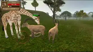 Ultimate Ibex vs Giraffe | Animal Gameplay | Hannu Games