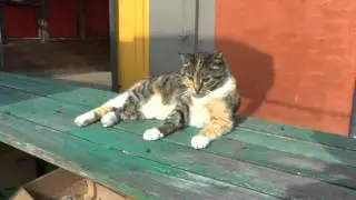 Латвийский котик на рынке сам себя продает
