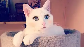 Doing My Cat's Makeup - Cute & Funny Cat Videos Compilation