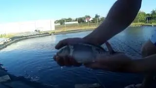 РЫБАЛКА НА ИСКУССТВЕННОМ ВОДОЕМЕ!