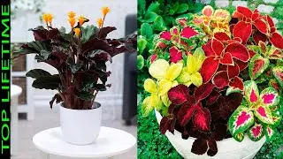10 Plantas de Sombra Increíblemente Hermosas