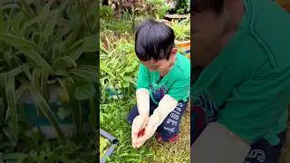 Đi Săn Tôm Cảnh | hunting for ornamental crayfish #guppy #traicabetta #crayfish