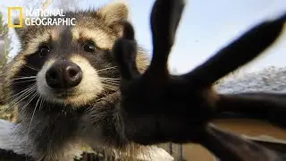 Animals - How Smart Are Raccoons | National Geographic Documentary 2023