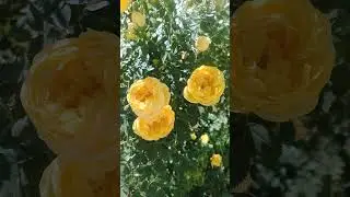 Цветущий куст жёлтые цветы на кусту где-то в РФ Россия