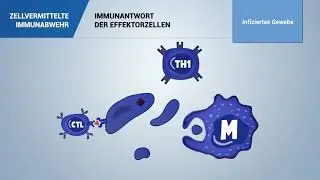 Zelluläre Immunabwehr
