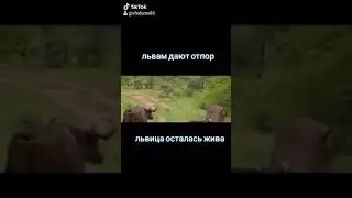 Львица задумалась