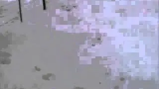 лошадь бьёт собвку по морде