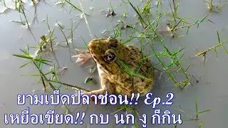 สุดยอด!! ยามเบ็ดปลาช่อน!! เหยื่อเขียด แต่ดันถูกงู ,กบ,นก!! Ep.2 by paw