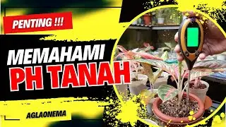 Penting !!! Memahami Ph Tanah supaya Aglaonema tumbuh Sehat dan Subur