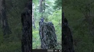 #birds #nature #natgeowild #cameratrap #птицы #дикаяприрода #фотоловушка #охотарыбалка #тайга #алтай