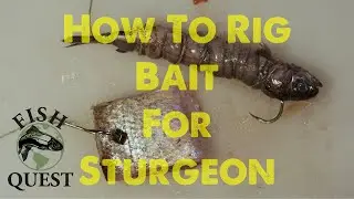 how to rig bait for sturgeon