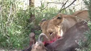 What’s for Dinner?  Lion Meal