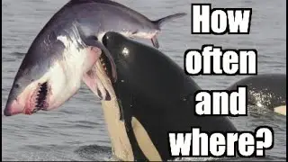 Orca VS. Great White: E2: Deep Dive into Locations and Frequency of these Events
