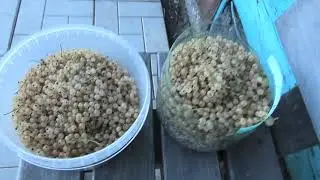 Собрали белую смородину, 4 л с одного кустика, 16 июля.