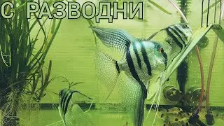 Икра Данио✅️👍 Скалярия пошла на нерест💁‍♂️💗🙋‍♀️