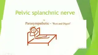 Parasympathetic Pathways: Demystifying the Pelvic Splanchnic Nerve