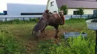 Ешек тоого каршы болгон убагы
