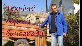 Технічні сорти винограду