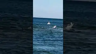 ДЕЛЬФИН ПОЙМАЛ РЫБКУ 🐬🐬🐬❤ 08.09.2023г.#витязево2023#витязево#анапа#shorts