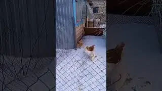 во дворе