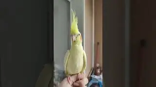 Отправляем практически в любой город #россия #shortvideo #shortsvideo #birds #корелла #ручнойпопугай