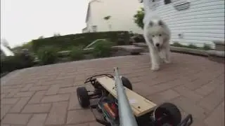 RC Car vs Dog 2!!!