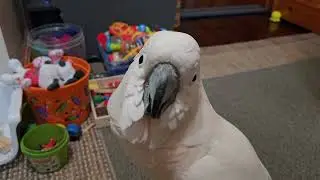 Cockatoo Attacks Octopus 🐙