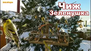Ловля птиц на западок 2022. Чиж. Зеленушка. Ловля певчих птиц. Отпускаем птиц. Жизнь в деревне.