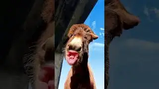 Video by flycamdoris #Shorts