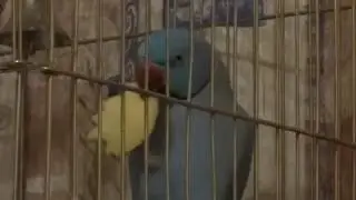 Ожереловый попугай Сеня - любит яблоки...