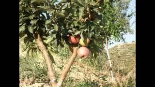 Γιώργος Μιχαήλ - Κανελόριζα