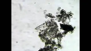 Вода из пруда