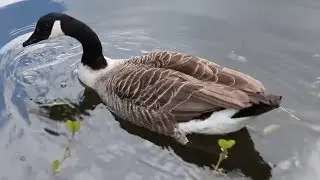 Canada Goose Swimming