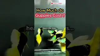 Guppy Fish Care - How Much Do Guppies Cost ? #guppychannel #fishtank #facts