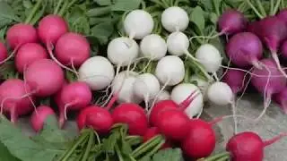 Planting and caring for radishes in open ground