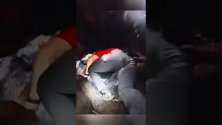Этому дереву 1000 лет, посмотрите на его тайну
