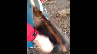 Щенок Кавказской Овчарки 3,5 месяца. Вычесываю Веню 1 часть. #shorts  #кулинарнаягармония #щенок