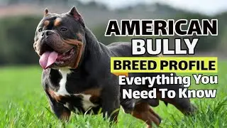 American Bully Dogs: Everything You Need To Know