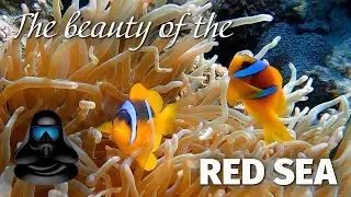 🇪🇬 Egypt: The beauty of the Red Sea. Diving in Red Sea