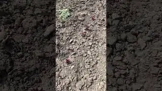 Розвиток саджанців станом на 14 квітня.
