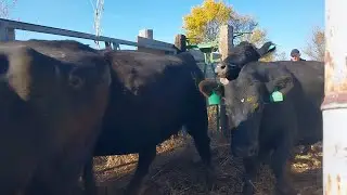 How to Talk to Cows