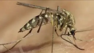 Two West Nile infections reported in Ada and Canyon Counties