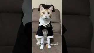Es muy muy guapo 🐈✨ #viral #gatos #michi #shortvideos #cat #michis #shorts #parati #cats #pets