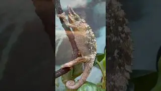 chameleon at  Petco in Puerto Rico 🇵🇷!