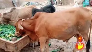 New video for animal price updates from Peshawar tehkal bala. @eidulazhaqurbani983 @qurbani2022