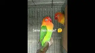 Lovebird | Test Breed #birds #africanlovebird #opaline #pets #hobby #youtubeshorts #ytshort #shorts