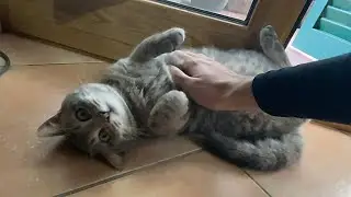 Un gatto randagio così è raro