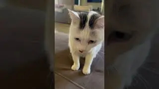 Почему злится кот Оскар 🤔🐈😺 